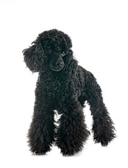 Canvas Print - poodle in studio