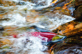 Fototapeta Góry - Spawing Sockeye Salmon fighting against the current, British Columbia, Canada