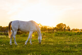 Fototapeta Konie - White horse eating grass in meadow at sunset
