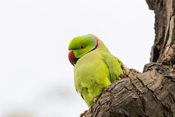 Wall Mural - Rose ringed parakeet on a branch