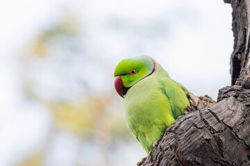 Wall Mural - Rose ringed parakeet on a branch