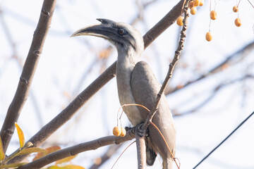 Sticker - Closeup of a Grey Hornbill