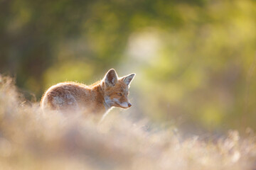 Wall Mural - red fox cub at sunset