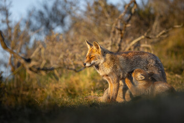 Wall Mural - red fox cub in the dunes