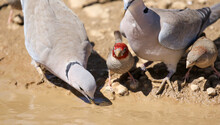 Red-headed Finch And Cape Turtle Dove Drinking Water From A Muddy Puddle In The Kgalagadi, South Africa