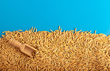 Wall Mural - Wheat grains on a blue background. View from above. Ukraine. Flag of Ukraine