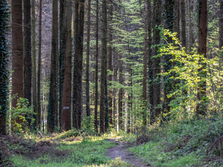 Wall Mural - Waldweg durch den Mischwald