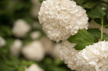White Hydrangea Flowers On A Green Background.