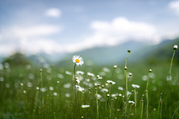 Pyrenees mountains meadow with daisy flower