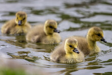 Close Up Of Group Of 4 Baby Canada Geese, Goslings, Swimming On Lake