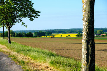 Wall Mural - Irrigation system in function watering agricultural plants