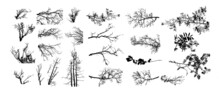 Tree Branches Set. Vector Illustration