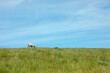 A sheep on the dike. dike with green grass. dyke in Germany. Holiday at the North Sea