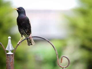 Wall Mural - Perched Starling 