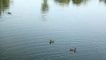 Water Ducks Swimming In Lake In Sunny Day, Feeding Mallard Wild Duck In Pool. Many Water Birds Diving For White Bread. Orange Legs Of Webbed Feet Rowing Under Water. 