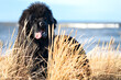 Portret czarnego psa rasy nowofunland 