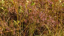 Some Heather In A Wonderful Moor Swamp Flowers In Violet Pink Colors