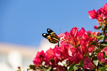 Butterfly Eueides Isabella Or Isabella Longwing Or Isabella Heliconian With Yellow Orange And Black Wings On Flowers Of Bougainvillea Glabra Or Lesser Bougainvillea Or Paperflower Beautiful Flowers Of