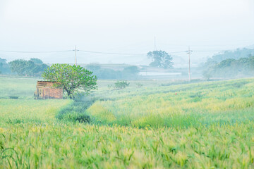 Wall Mural - The beautiful green barley field at early morning.