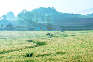 Wall Mural - The beautiful green barley field at early morning.