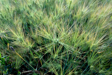 Canvas Print - The beautiful green barley field.