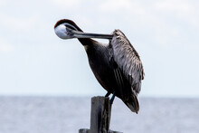 A Male Brown Pelican Resting On A Dock Piling Preening It's Feathers