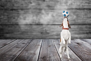 Wall Mural - Cute Jack Russel terrier puppy playing with tenis rubber ball.