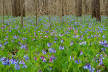 Virginia Bluebells Covering A Forest Floor Beneath The Trees