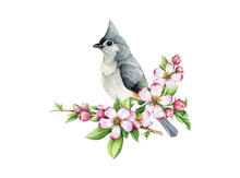 Titmouse Bird In Apple Flowers Watercolor Illustration. Hand Drawn Cozy Spring Decor. Tufted Titmouse In Tender Pink Spring Blossoms. Fresh Spring Floral Decoration With Bird