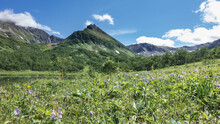 Lush Green Grass And Colorful Wildflowers Grow On The Alpine Meadow. The Lake Is Visible At The Foot Of The Mountain. Blue Sky With Clouds. Kamchatka. Vachkazhets. Lake Tahkoloch