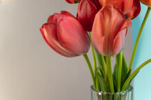 Bouquet Against A Gray-blue Background. Red Tulips In A Clear Glass Vase. Beautiful Spring Flowers.