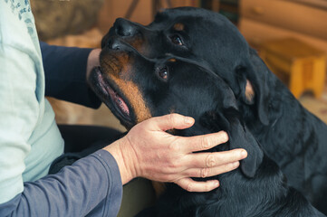 A man and two Rottweilers. The owner is stroking his pets, who are sitting in front of him. Adult female and male Rottweiler dogs. Inside the living room.