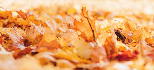 Wall Mural - Fall banner. Beautiful autumn yellow and red foliage in golden sun. Falling leaves natural background landscape. copy space, selective focus. Full frame