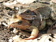 Mating Frogs