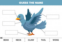 Education Game For Children Guess The Name Of Cute Cartoon Bird Body Part Worksheet