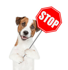 Poster - Jack russell terrier holds stop sign. Isolated on white background