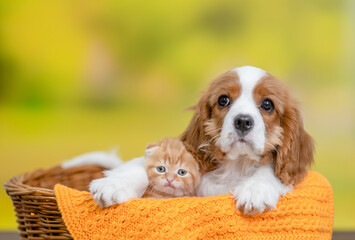 Poster - Сavalier King Charles Spaniel puppy hugs baby kitten inside basket at summer park