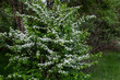 Crataegus monogyna. Hawthorn bush with white flowers in the forest.