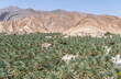 Birkat Al Mouz, Oman - few kilometers from Nizwa and part of an amazing oasis full of palms and bananas, Birkat Al Mouz is one of the most scenographic villages in Oman 
