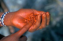 Hand Of An Indian Holding Bixa Orellana Seeds, Also Known As Achiote, Urucu, Urucum Or Anatto, Used To Make Red Pigment In The Brazilian Amazon.