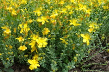 St. John's Wort With Yellow Flowers In June