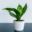 Büropflanze Grünpflanze