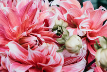 Pink Dahlia Flowers Close Up.