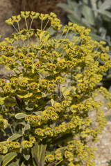 Wall Mural - Euphorbe Amygdaloides Ascot Rainbow	