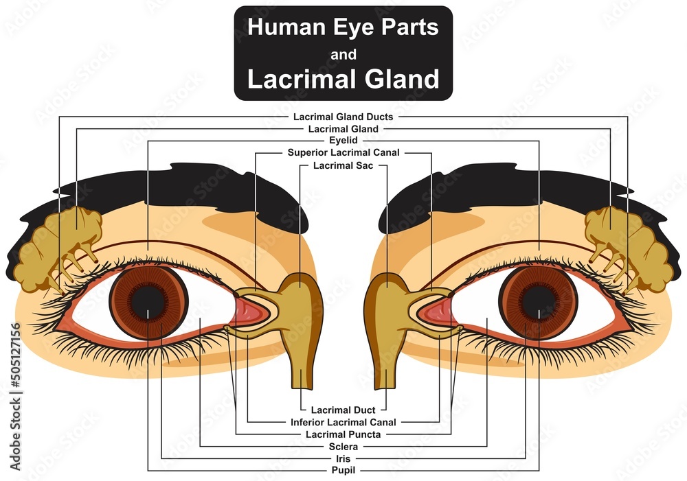 Human eye parts and lacrimal gland infographic diagram structure ...