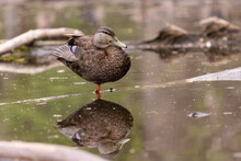 Female Mallard Duck Resting On A Pond
