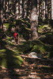 Fototapeta  - Elmo w lesie, pies podróżnik
