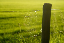 Spider Web On The Fence