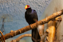 The Violet Turaco Bird