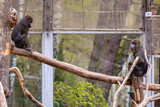 Fototapeta Kawa jest smaczna - Mandrill monkeys in the zoo